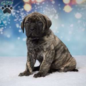 Reverse brindle english mastiff puppies sales for sale